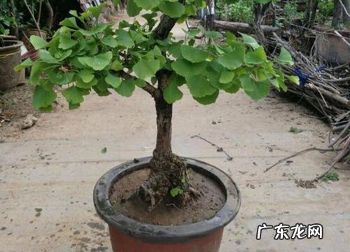 银杏冬天落叶吗