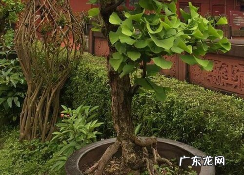 银杏冬天落叶吗