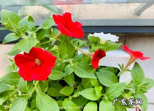 矮牵牛是多年生吗