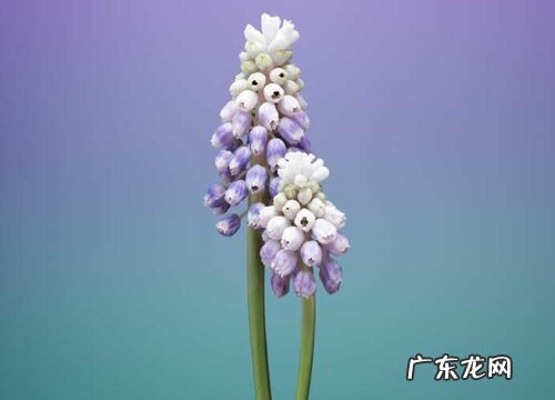 葡萄风信子是多年生吗