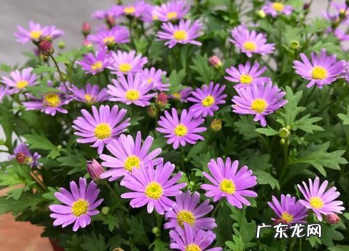 姬小菊是多年生吗