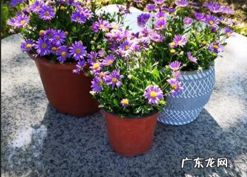 姬小菊是多年生吗