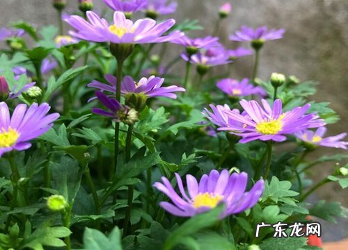 姬小菊是多年生吗