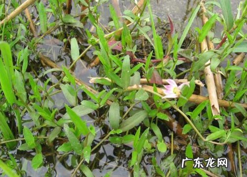 半边莲是多年生吗