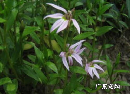 半边莲是多年生吗