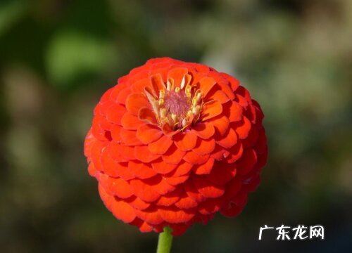 百日草是多年生吗