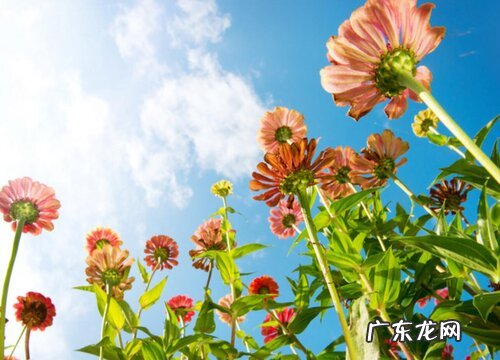 百日草是多年生吗