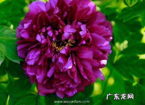 牡丹怎么过冬天 安全越冬注意事项