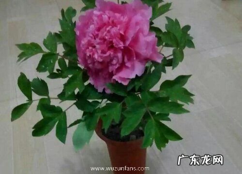 牡丹怎么过冬天 安全越冬注意事项