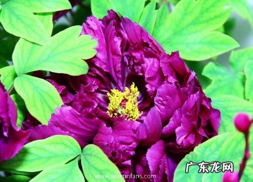 牡丹怎么过冬天 安全越冬注意事项