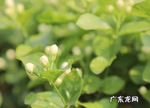 茉莉花骨朵的样子 多久开花