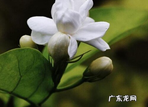 茉莉花骨朵的样子 多久开花