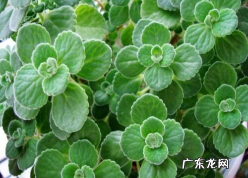 碰碰香冬天会冻死吗