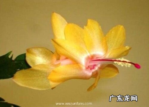 蟹爪兰怎么过冬天 安全越冬养护注意要点