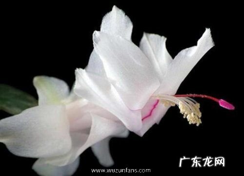 蟹爪兰怎么过冬天 安全越冬养护注意要点