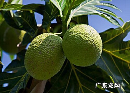 面粉树长在什么地方