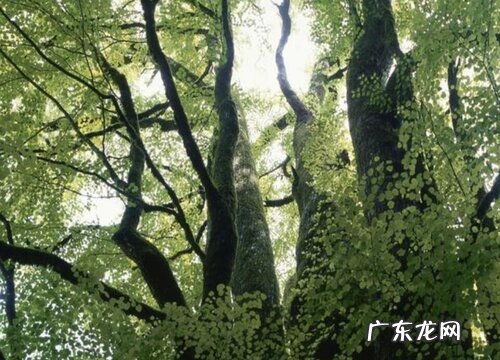 面粉树长在什么地方