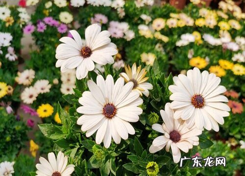 菊花怎么过冬天 越冬养护方法