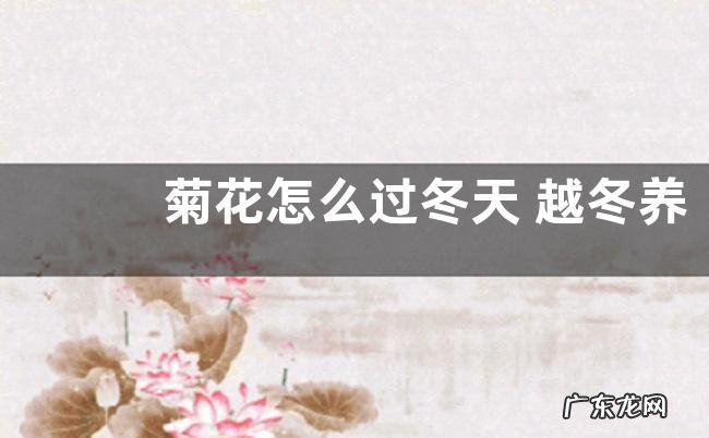 菊花怎么过冬天 越冬养护方法