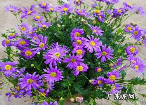 菊花怎么过冬天 越冬养护方法