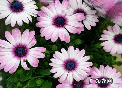 菊花怎么过冬天 越冬养护方法
