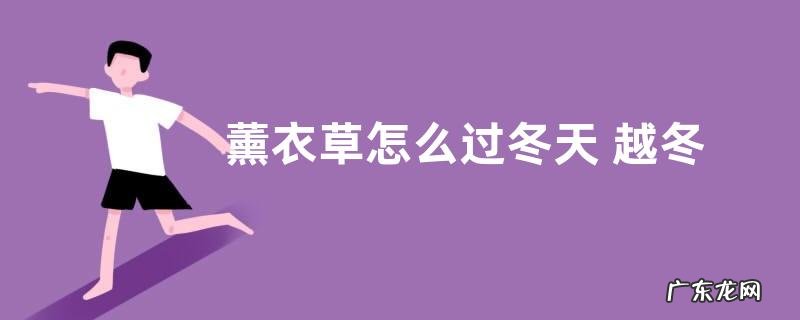 薰衣草怎么过冬天 越冬养护管理方法
