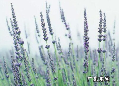 薰衣草怎么过冬天 越冬养护管理方法
