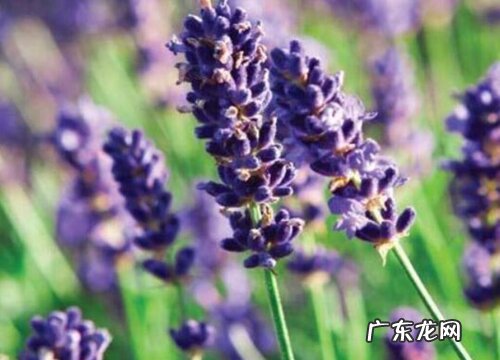 薰衣草怎么过冬天 越冬养护管理方法