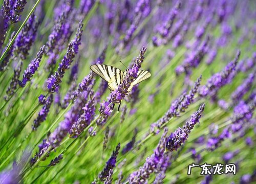 薰衣草怎么过冬天 越冬养护管理方法