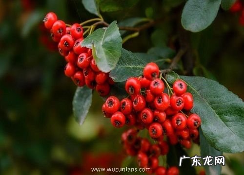 火棘耐寒多少度