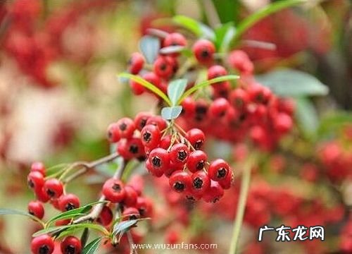 火棘耐寒多少度