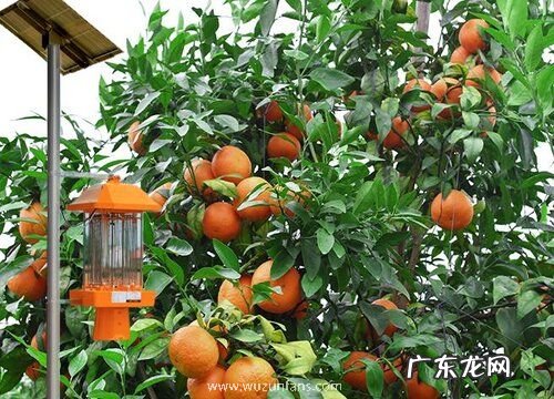 桔子树怎么过冬天 越冬防寒管理方法