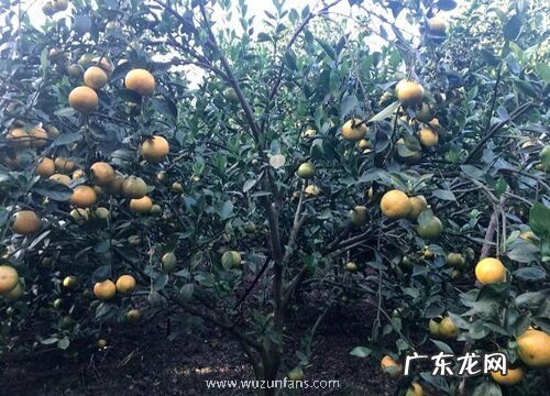 桔子树怎么过冬天 越冬防寒管理方法