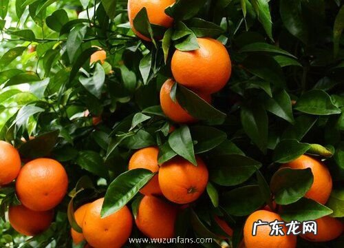 桔子树怎么过冬天 越冬防寒管理方法