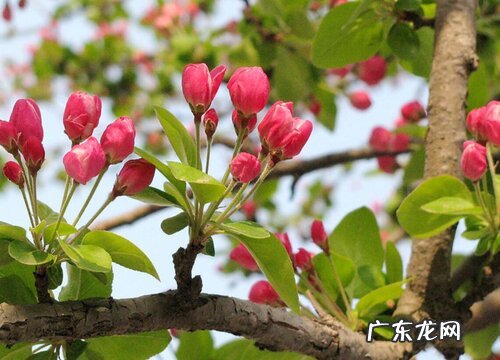 海棠花冬天会冻死吗