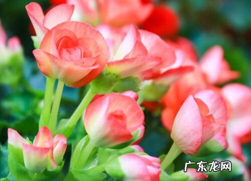 海棠花冬天会冻死吗