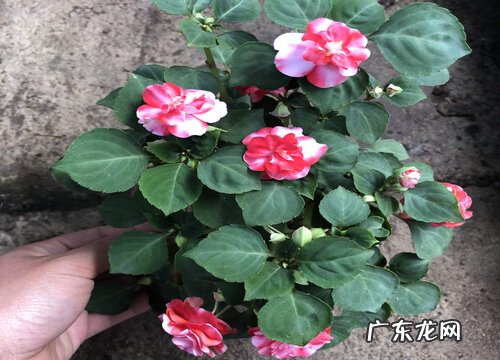 凤仙花怎么过冬天 过冬养殖要点