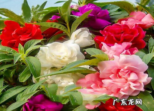 凤仙花怎么过冬天 过冬养殖要点