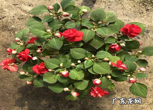 凤仙花怎么过冬天 过冬养殖要点