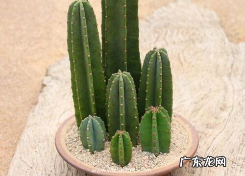 量天尺多久开花一次 养几年能开花