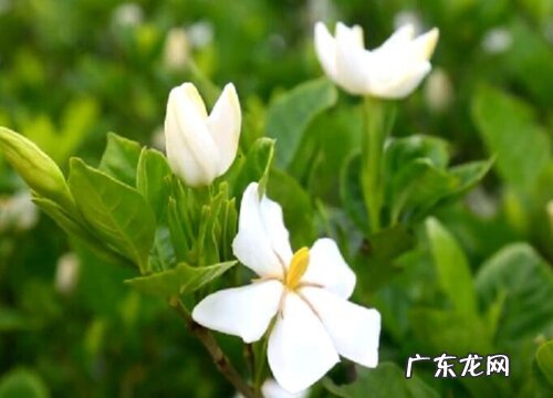 桅子花怎么过冬天 冬季养护与管理要点