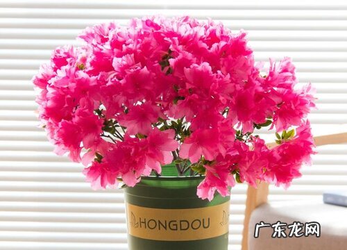 杜鹃花多久开花一次 开花多长时间