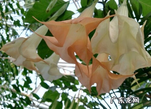 曼陀罗多久开花 一年开花几次