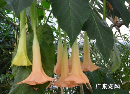 曼陀罗多久开花 一年开花几次