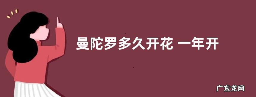 曼陀罗多久开花 一年开花几次