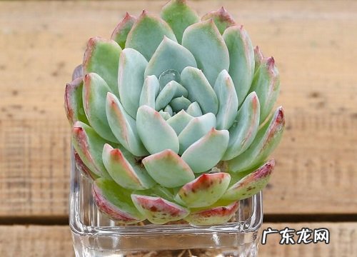 吉娃娃耐寒多少度