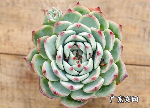 吉娃娃耐寒多少度