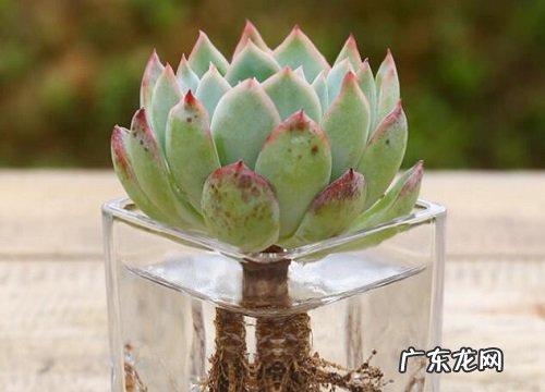 吉娃娃耐寒多少度