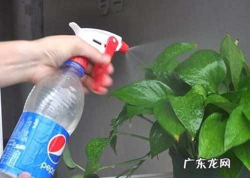 可乐可以浇花吗 适合浇什么花