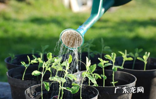 可乐可以浇花吗 适合浇什么花